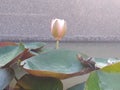 In the scene of the beautiful lotus morning quiet atmosphere Royalty Free Stock Photo