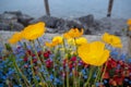 Beautiful scene of lovely yellow flowers on blurred blue and red flowers background Royalty Free Stock Photo