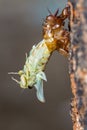 Beautiful scene macro insect molting cicada on tree in nature