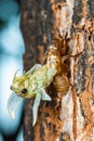 Beautiful scene macro insect molting cicada on tree in nature