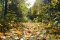 Beautiful scene with path with fallen maple leaves in autumn. Fairy landscape in forest. Sunny day in fall season Royalty Free Stock Photo