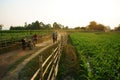 Beautiful scene with path, wooden fence, green vegetable field