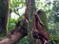 Rebirth of an old tree cutted down, Bosque de la Hoja, Heredia, Costa Rica Royalty Free Stock Photo