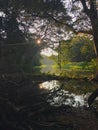 A beautiful scene of small water stream with sun rays.