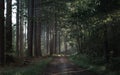 Beautiful scene of sun rays penetrating through the green trees in forest in summer Royalty Free Stock Photo