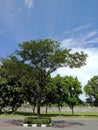 Beautiful scene of tree in a nice clean weather