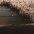 Beautiful scene of two ducks gliding through calm waters amongst tall reeds