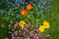 Beautiful scene of a variety of colorful flowers for background and wallpaper Royalty Free Stock Photo