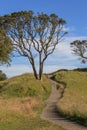 Beautiful scene of walking track beside the big tree on Auck Royalty Free Stock Photo