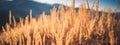 Beautiful scene with waving wild grass on a sunset. Close Up summer grass In sunrise sunlight. Royalty Free Stock Photo