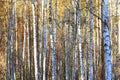 Beautiful scene in yellow autumn birch forest in october with fallen yellow autumn leaves Royalty Free Stock Photo