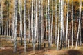 Beautiful scene in yellow autumn birch forest in october with fallen yellow autumn leaves Royalty Free Stock Photo