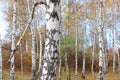 Beautiful scene in yellow autumn birch forest in october with fallen yellow autumn leaves Royalty Free Stock Photo