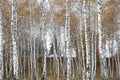 Beautiful scene in yellow autumn birch forest in october with fallen yellow autumn leaves Royalty Free Stock Photo