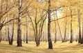 Beautiful scene in yellow autumn birch forest in october with fallen yellow autumn leaves Royalty Free Stock Photo