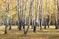 Beautiful scene in yellow autumn birch forest in october with fallen yellow autumn leaves Royalty Free Stock Photo