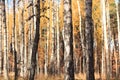 Beautiful scene in yellow autumn birch forest in october with fallen yellow autumn leaves Royalty Free Stock Photo