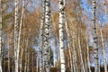 Beautiful scene in yellow autumn birch forest in october with fallen yellow autumn leaves Royalty Free Stock Photo