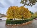 Beautiful scene of the yellow trees in the middle of the green bush in the park under a cloudy sky