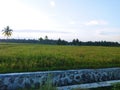 Beautiful scenery in the afternoon in the rice fields of Molowahu Village, Tibawa District, Gorontalo Regency