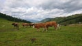 Beautiful scenery along the Kanas region in Xinjiang Royalty Free Stock Photo