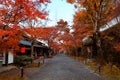 Beautiful scenery of an archway of fiery maple trees along a gravel path with souvenir shops at the entrance to Sanzen-In