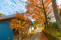 Beautiful scenery of autumn colourful season in Japan