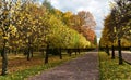 The road with yellow and red trees