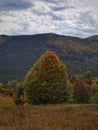 Beautiful scenery of autumn trees and a top of mountain in the background in natural valley