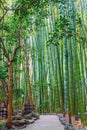 Beautiful scenery of bamboo forest in Hokokuji temple Royalty Free Stock Photo