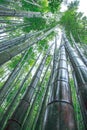 Beautiful scenery of bamboo forest in Hokokuji temple Royalty Free Stock Photo