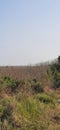 Forest scenery Belonia ,south Tripura