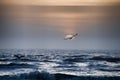Beautiful scenery of a bird flying over the ocean during sunset creating the perfect scenery Royalty Free Stock Photo