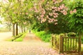 beautiful Scenery with blooming flowers of Floss-silk Trees or Silk floss Trees and road