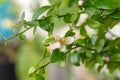 Beautiful scenery, a Blooming sprig of citrus plant Microcitrus Australasica, finger or caviar lime, with small white and pink Royalty Free Stock Photo
