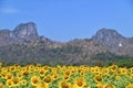 View of Khao Chin Lae and Sunflower Fields in Lopburi, Thailand