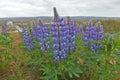 Beautiful scenery blue lupine flowers close-up in Geysir area Iceland