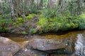 Beautiful scenery - calm mountain water stream flowing in green forest Royalty Free Stock Photo