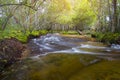 Beautiful scenery - calm mountain water stream flowing in green forest Royalty Free Stock Photo