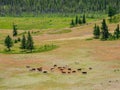 Beautiful scenery with calves and cows grazing in meadow in mountain countryside. Mountain pasture with calf and cows. Group of Royalty Free Stock Photo