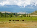 Beautiful scenery with calves and cows grazing in meadow in mountain countryside. Mountain pasture with calf and cows. Group of Royalty Free Stock Photo