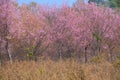 The beautiful scenery in cherry blossom forest Royalty Free Stock Photo