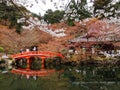 Beautiful scenery of cherry blossom trees and a red arch bridge over a pond in the Japanese garden of Daigo-ji  Daigoji Royalty Free Stock Photo