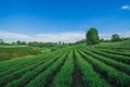 Beautiful scenery of Choui Fong Tea Plantation