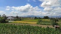 beautiful scenery during the day. expanse of rice fields or corn gardens that thrive