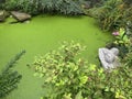 Decorative wild pond overgrown with plants