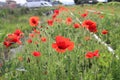 Beautiful scenery of a field of poppy flowers Royalty Free Stock Photo