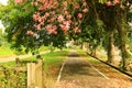 beautiful Scenery with Floss-silk Trees or Silk floss Trees and road