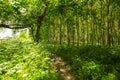 Beautiful scenery in the forest in spring with white flowers and bike path