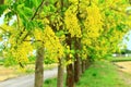 Beautiful scenery of the Golden Shower TreesGolden Shower Senna,Indian Laburnum,Pudding Pipe Trees and road Royalty Free Stock Photo